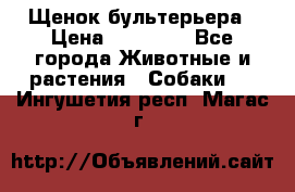 Щенок бультерьера › Цена ­ 35 000 - Все города Животные и растения » Собаки   . Ингушетия респ.,Магас г.